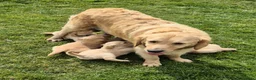 Golden Retriever dogs for sale: KC GOLDEN RETRIEVER PUPS HEALTH TESTED PARENTS  - Advert 6