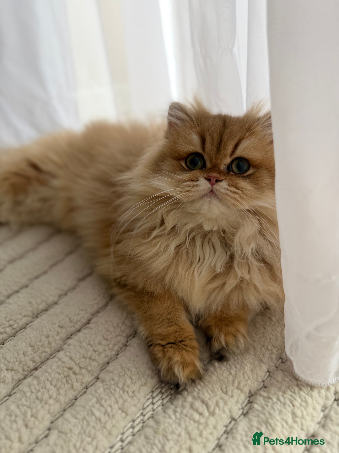British Longhair cats for sale: Amazing British Longhair Golden kitten - Advert 12