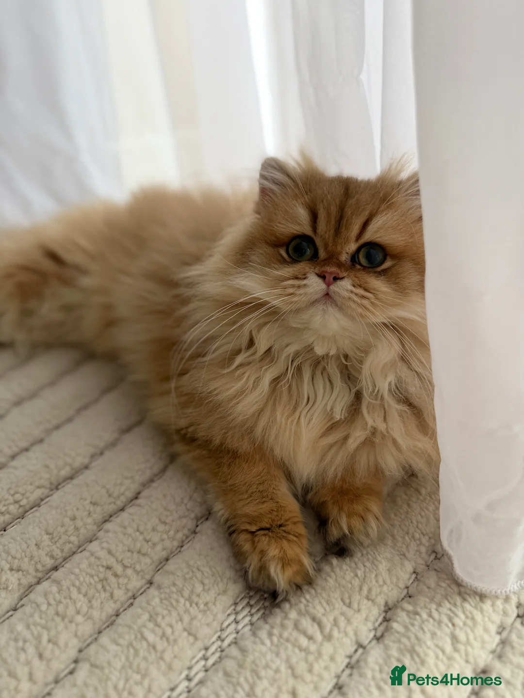 British Longhair cats for sale: Sold Amazing British Longhair Golden kitten - Advert 12
