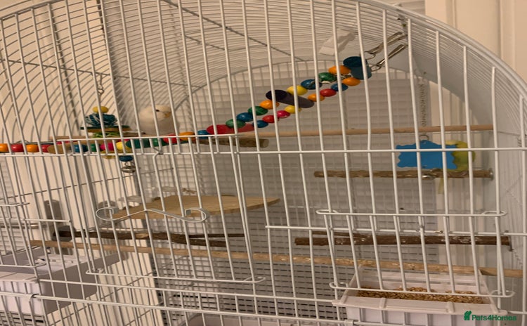 Budgerigars birds Budgies with cage sale!!!! £65 *read description * - Advert 5