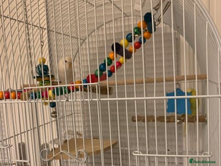 Budgerigars birds Budgies for sale !!!! £70 *read description * - Advert 2