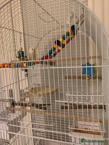 Budgerigars birds Budgies with cage sale!!!! £65 *read description * - Advert 5