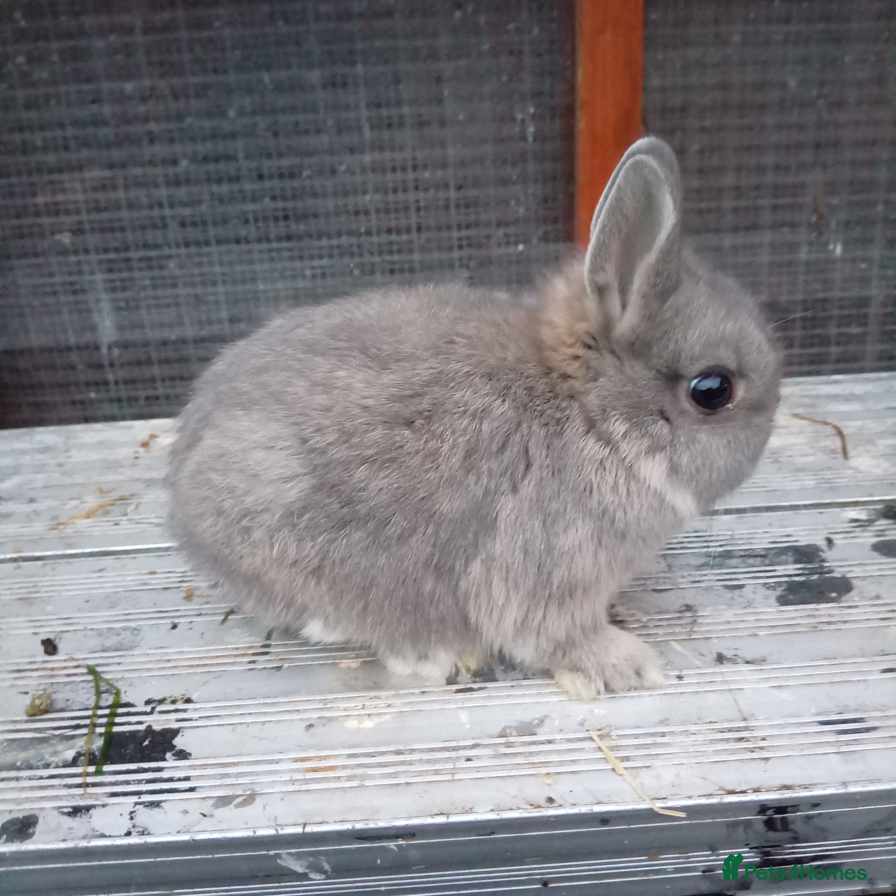 Netherland Dwarf rabbits Netherland dwarf rabbits baby's 1 left  - Advert 5
