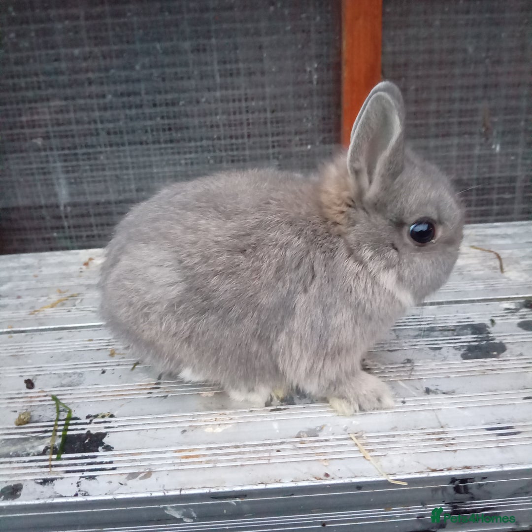 Netherland Dwarf rabbits for sale: Netherland dwarf rabbits baby's 1 left  - Advert 1