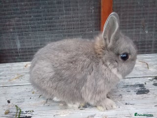 Netherland Dwarf rabbits Netherland dwarf rabbits baby's 1 left - Advert 5
