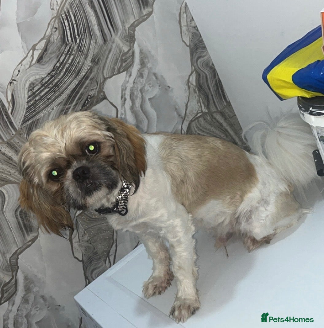 Shih Tzu dogs Beautiful Shih Tzu for stud - Advert 3