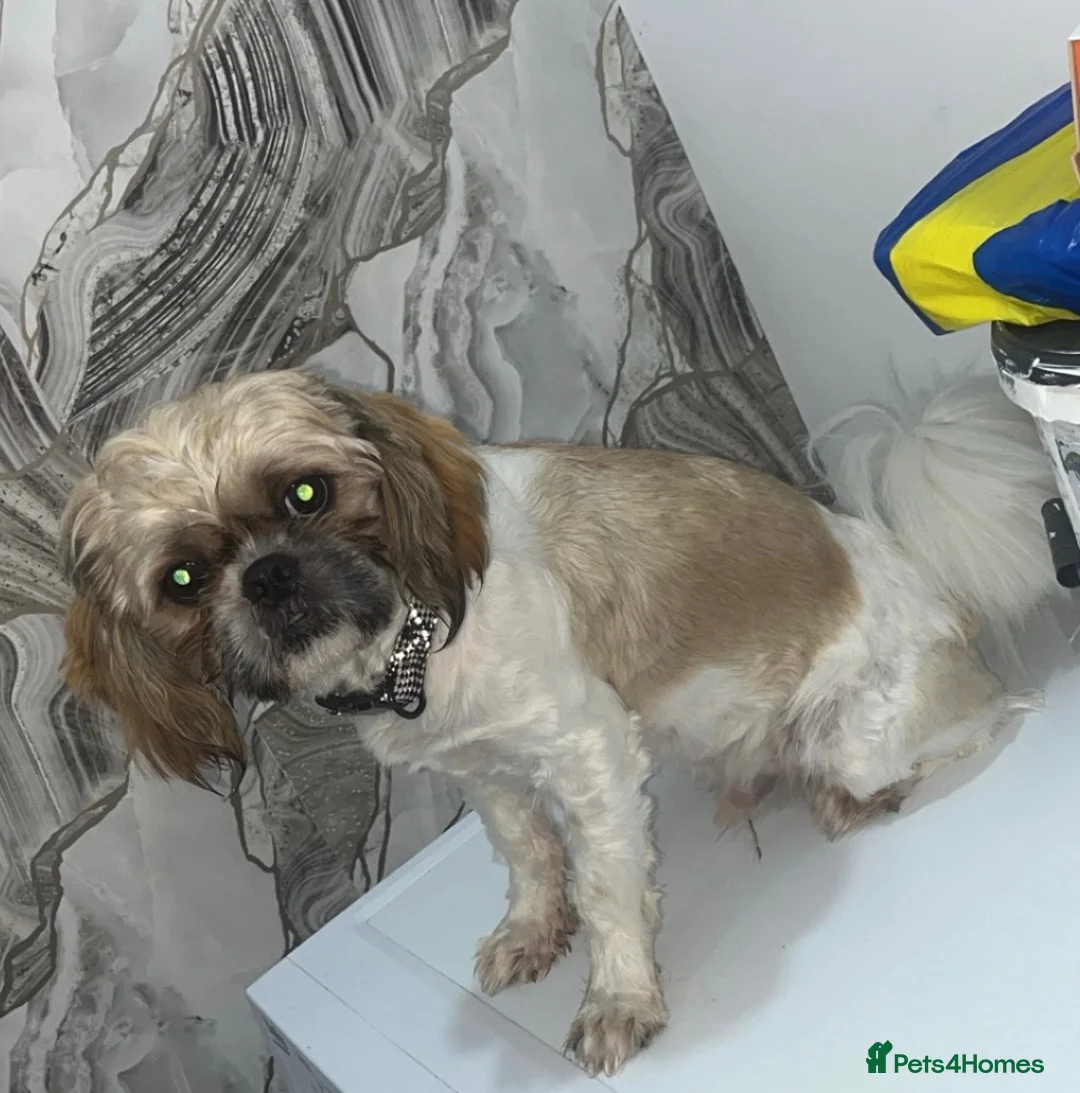 Shih Tzu dogs for stud: Beautiful Shih Tzu for stud in Manchester - Advert 1