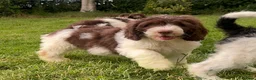 Saint Berdoodle dogs for sale: Premium St Berdoodle Puppies  - Advert 27
