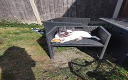 French Bulldog dogs for sale: French bulldogs  - Image 4