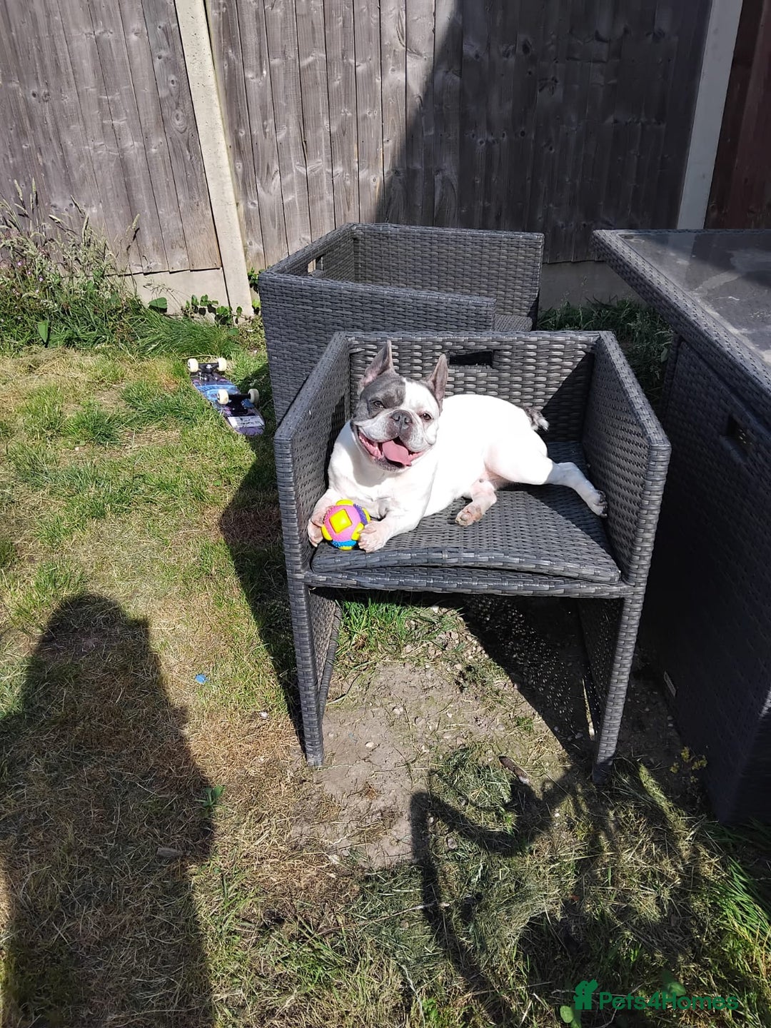 French Bulldog dogs for sale: French bulldogs  - Image 4