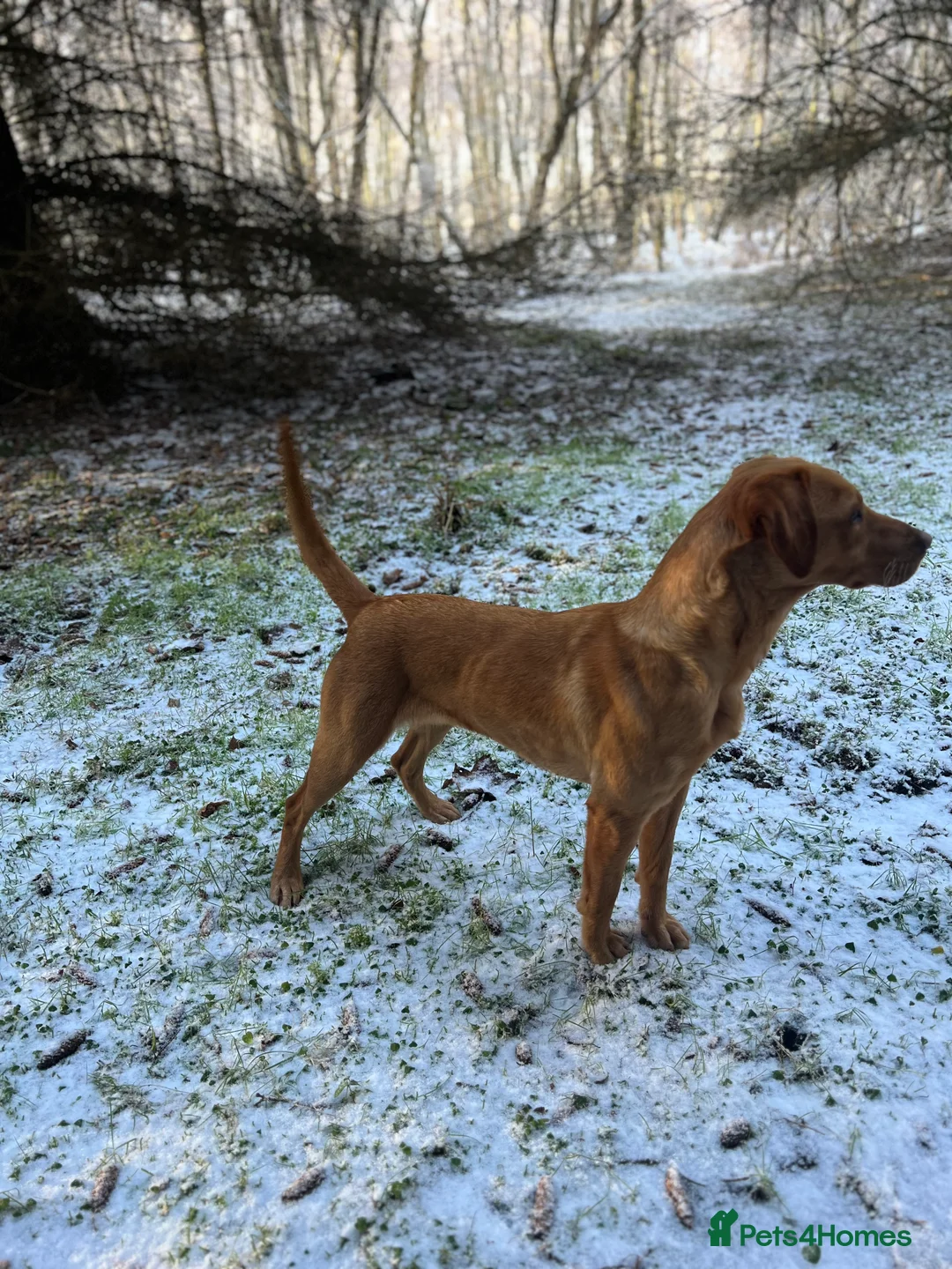 Labrador Retriever dogs for sale: Exceptional Fox Red Labrador Puppies - Advert 9