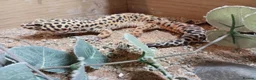 Leopard Gecko reptiles for sale: Leopard gecko and viv in Skelmersdale - Advert 3