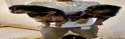 Rottweiler dogs for sale: 🥾🥾Smiling and playful🧸up to date🧸♥️🧸 - Advert 6