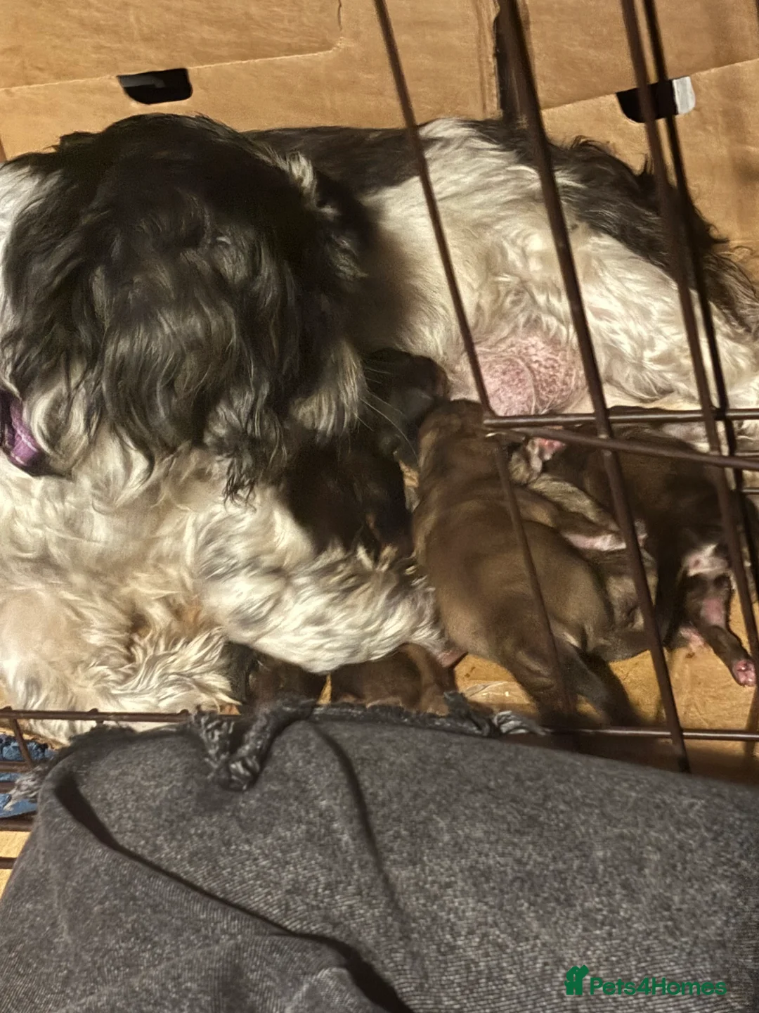 Shih Tzu dogs for sale: Adorable Puppies Looking for Their Forever Homes  - Advert 21