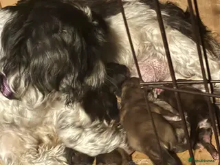 Shih Tzu dogs Adorable Puppies Looking for Their Forever Homes - Advert 18