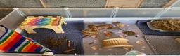 Guinea Pig rodents for sale: 2 Guinea pigs & cage+supplies - Advert 20