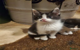 Mixed Breed cats for sale: 5x kittens  - Image 8