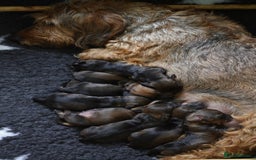 Dachshund dogs for sale: KC Registered Wirehaired Teckel Standard Dacshund  - Image 9