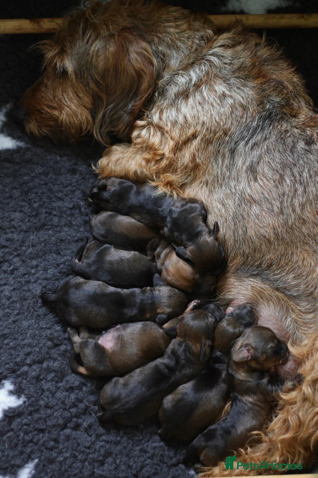 Dachshund dogs for sale: KC Registered Wirehaired Teckel Standard Dacshund  - Image 9