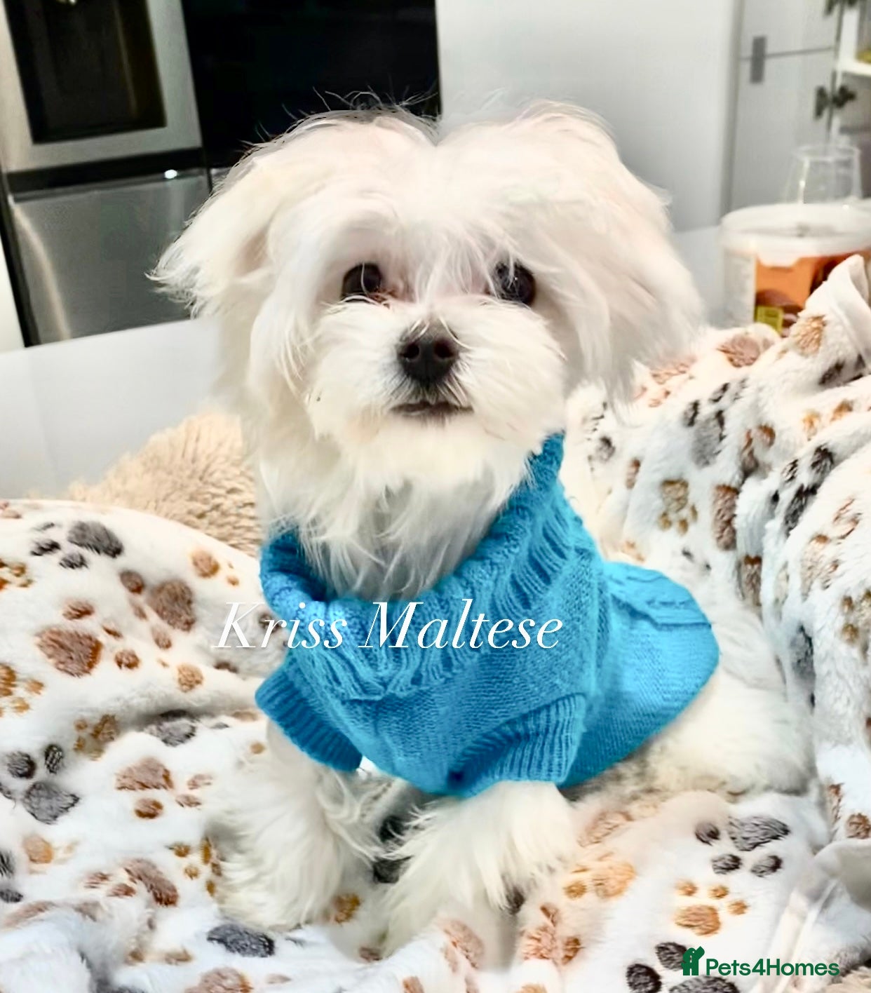 Maltese dogs ✨Outstanding KC korean bloodine Maltese boy left✨ - Advert 8