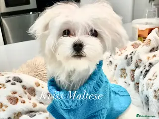 Maltese dogs ✨Outstanding KC korean bloodine Maltese boy left✨ - Advert 8