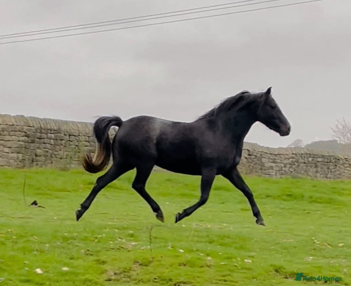 Connemara horses Sweetest Genuine Steel Grey  Connemara x Show Pony - Advert 11