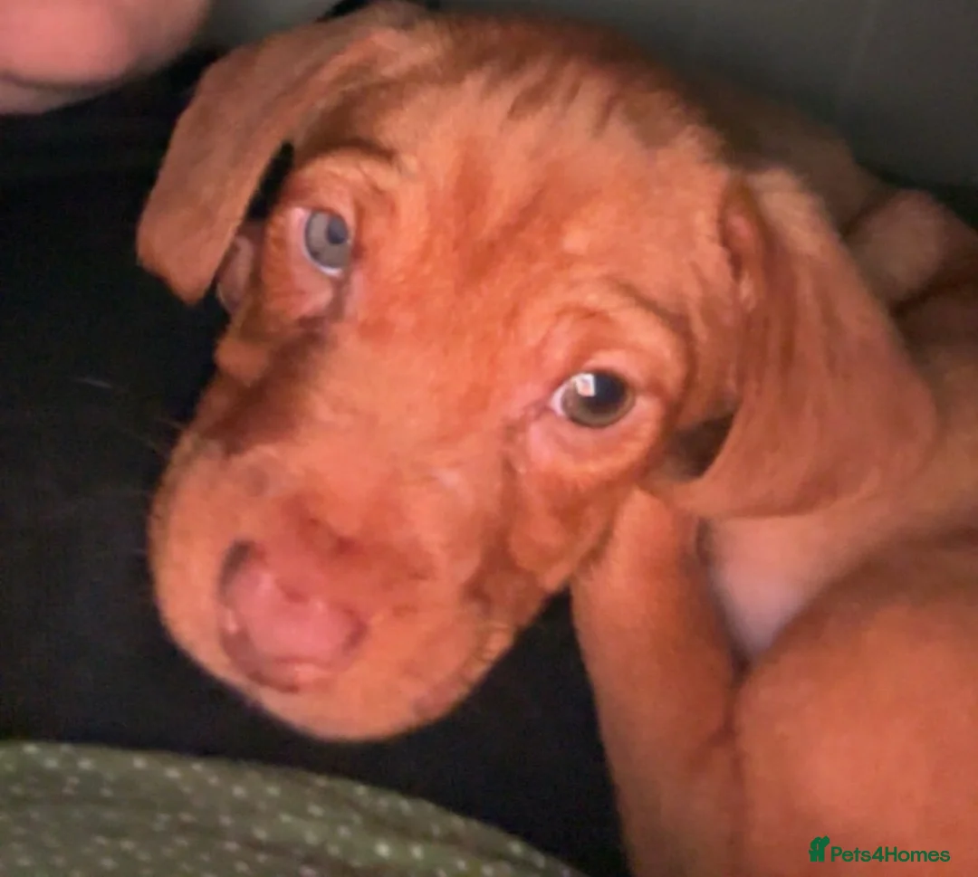 Jackshund dogs for sale: Male Dachshund X Jack Russell Puppy - Advert 3