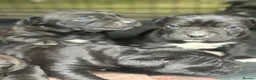 Cane Corso dogs for sale: CANE CORSO GUARDIAM ANGELS  in Enfield - Advert 9