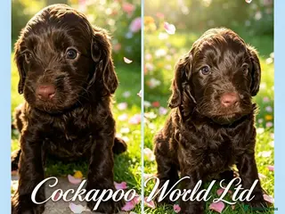 Cockapoo dogs DNA CLEAR, Stunning Cockapoo, Ready 5th September - Advert 14