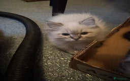 Ragdoll cats for sale: 🚨 Gorgeous, pedigree Ragdoll Puffballs! 🚨  - Image 4