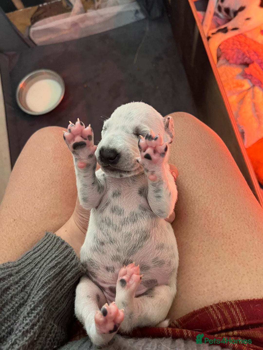 Dalmatian dogs for sale: Stunning Dalmatian puppies KC reg show winners - Image 19