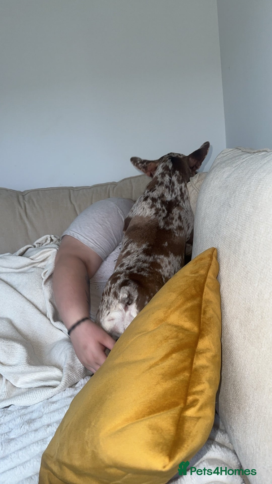 French Bulldog dogs for sale: French bulldog  - Image 2