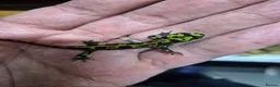 Newt reptiles for sale: Marble and spanish newts in Nottingham - Advert 1