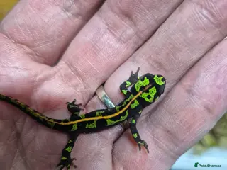 Newt reptiles Marble and spanish newts - Advert 2