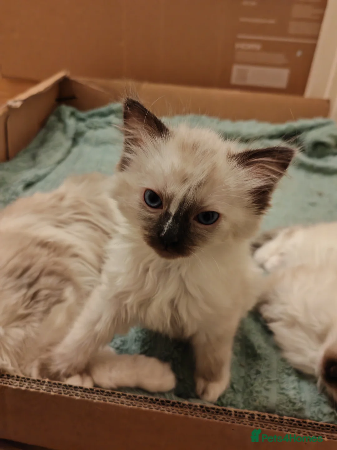 Ragdoll cats for sale: Ragdoll kittens ready to go - Advert 7