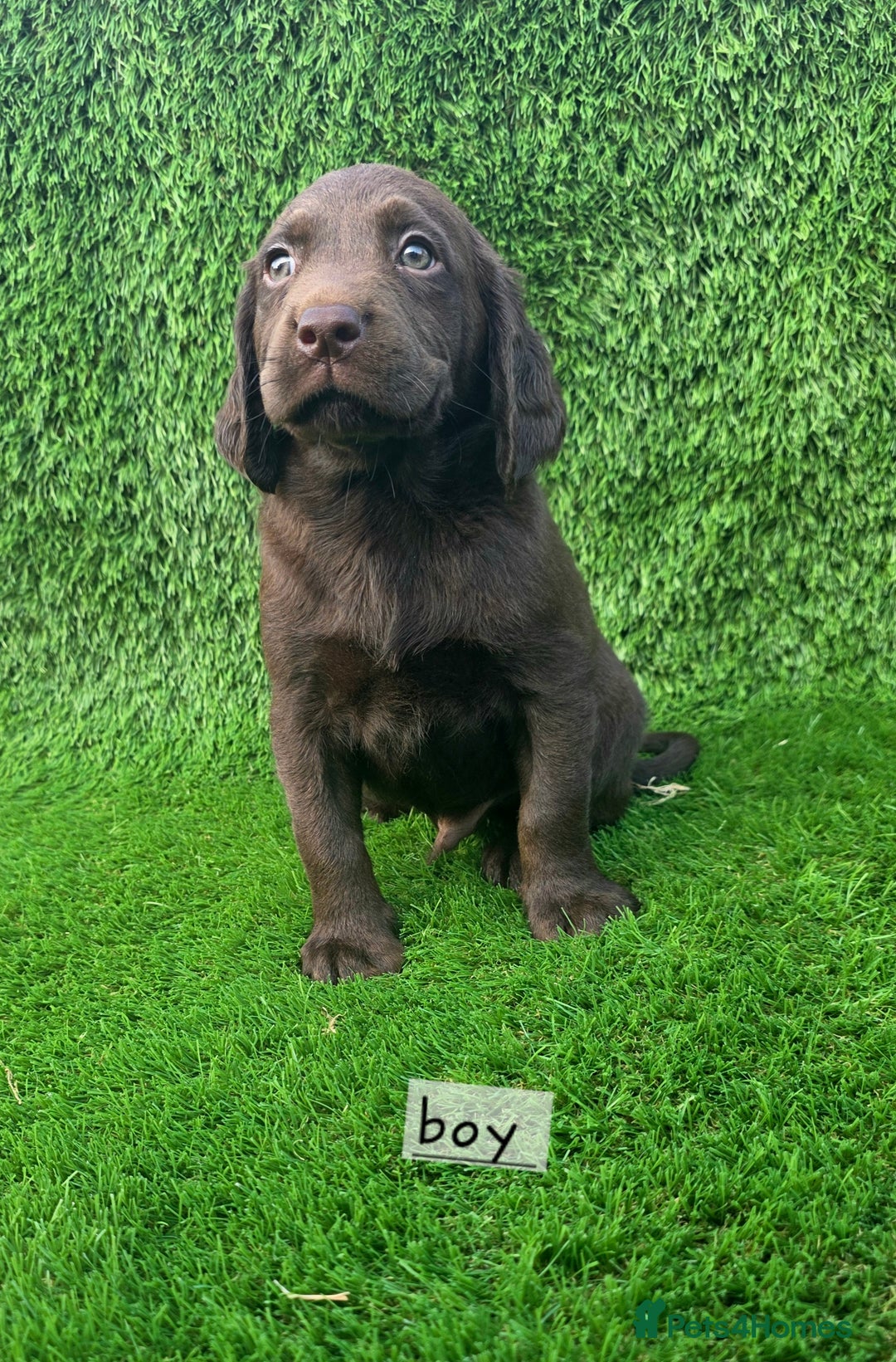 Cockerdor dogs for sale: READY NOW CHOCOLATE COCKERDORS - Image 6