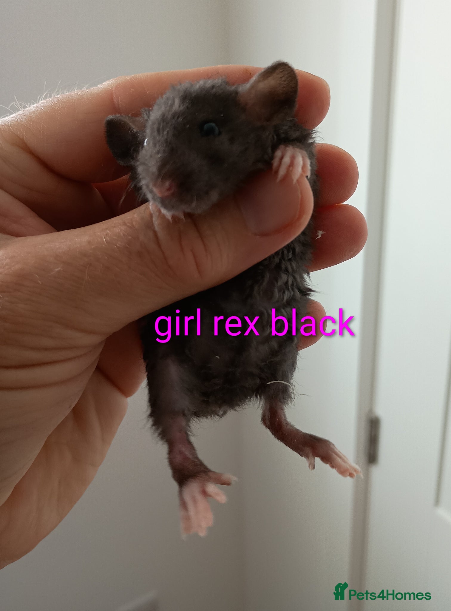 Rat rodents Rex, naked baby rats ready now. Very friendly  - Advert 15
