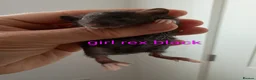 Rat rodents for sale: Beautiful litter of mixed rat babies  - Advert 10