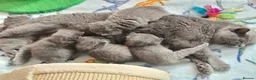 British Shorthair cats for sale:  ** 🎅BritishShorthair kittens GCCF, Full vaccin.  in Mexborough - Advert 4