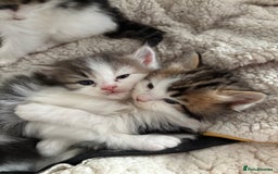 Mixed Breed cats for sale: 5 wee kittens needing homes. - Image 12