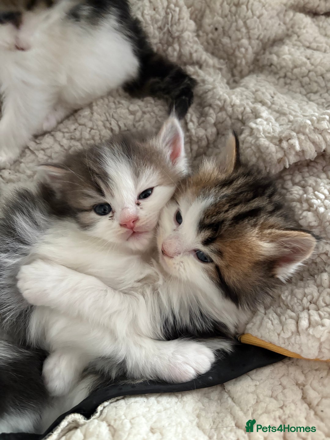Mixed Breed cats for sale: 5 wee kittens needing homes. - Image 12