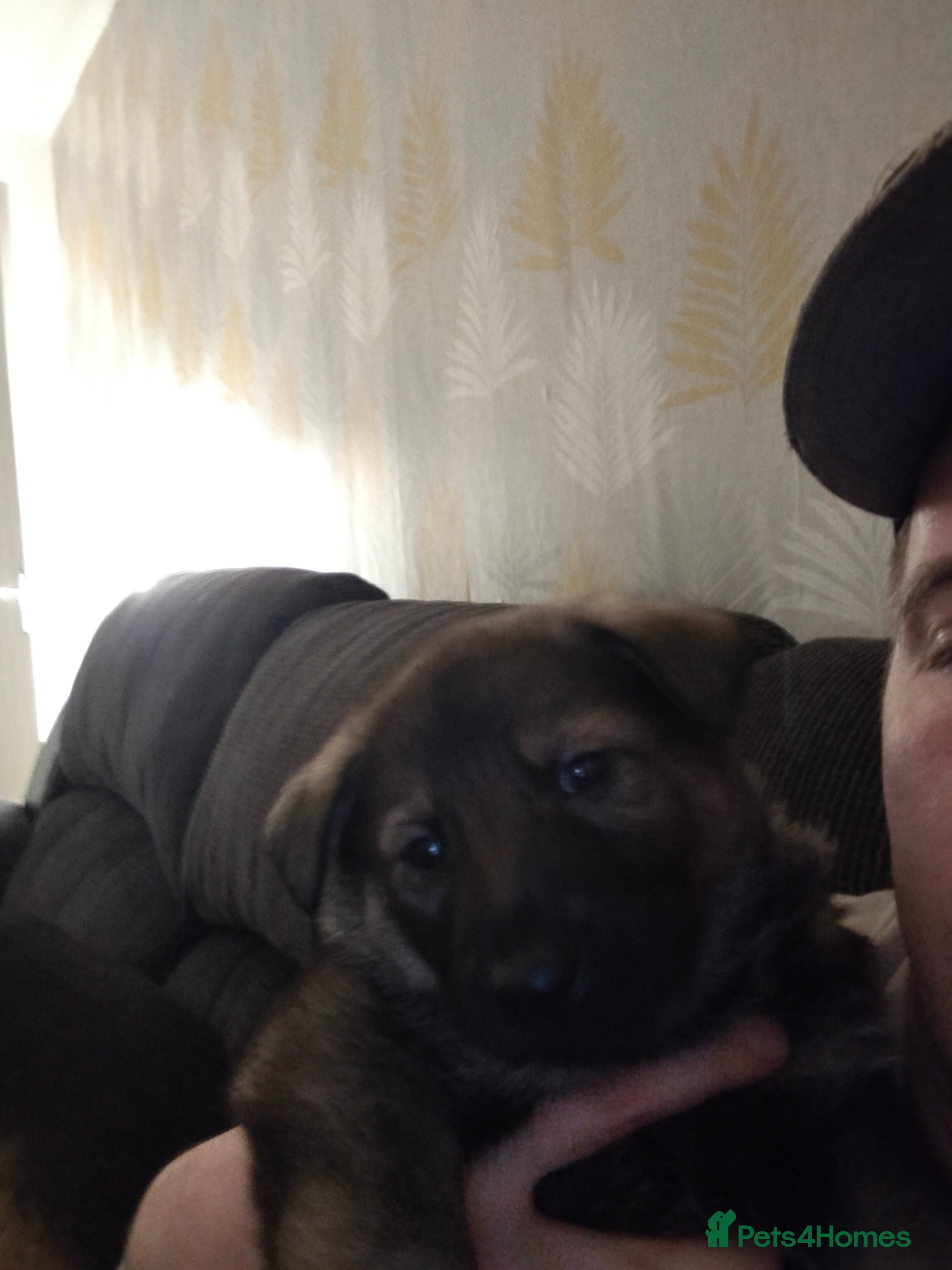 German Shepherd dogs GSD puppies for sale - Advert 16