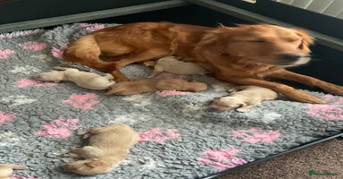 Golden Retriever dogs - Advert 4