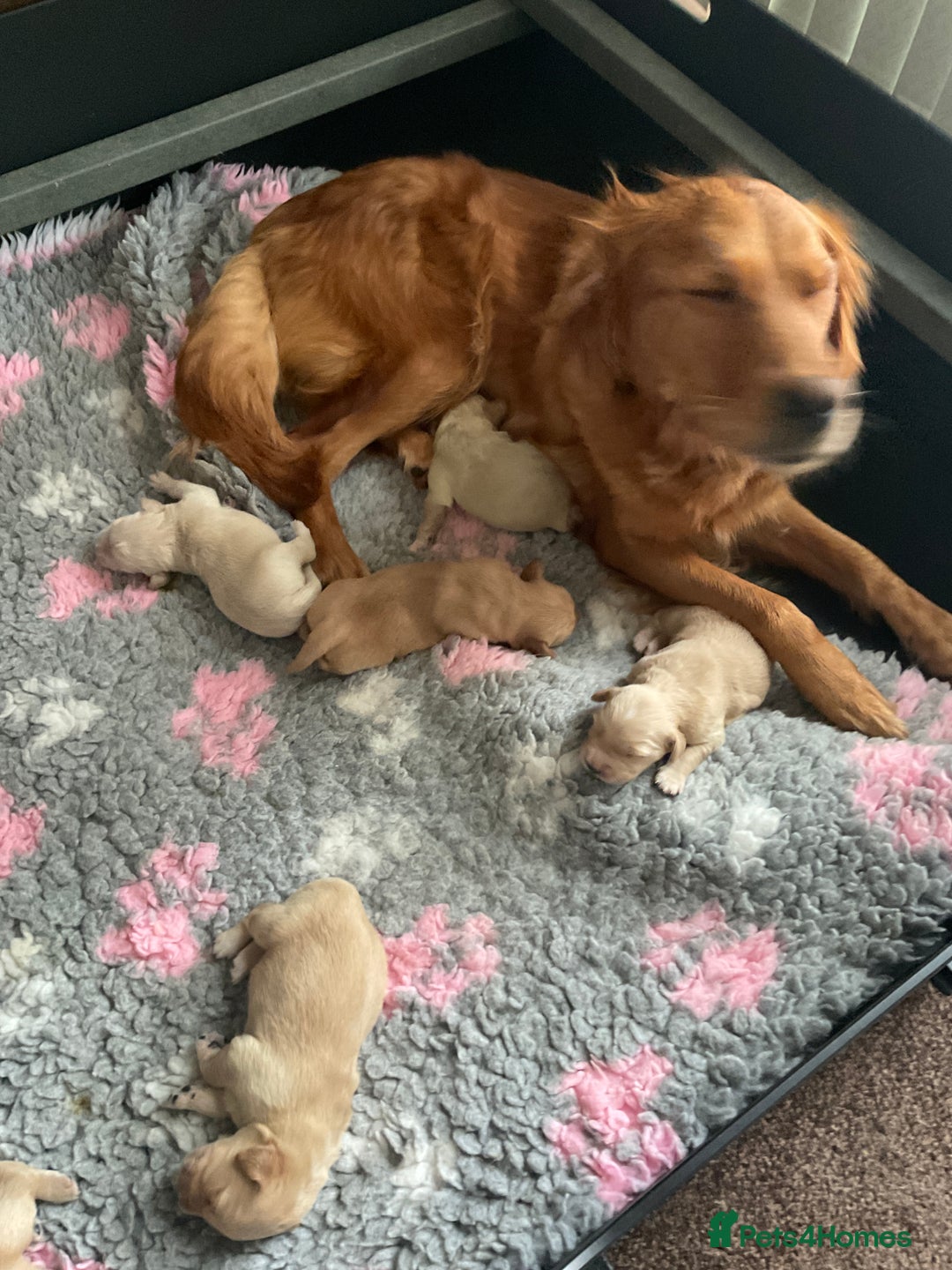 Golden Retriever dogs for sale: Ready Now Golden Retriever Puppies - Image 2