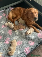 Golden Retriever dogs - Advert 15