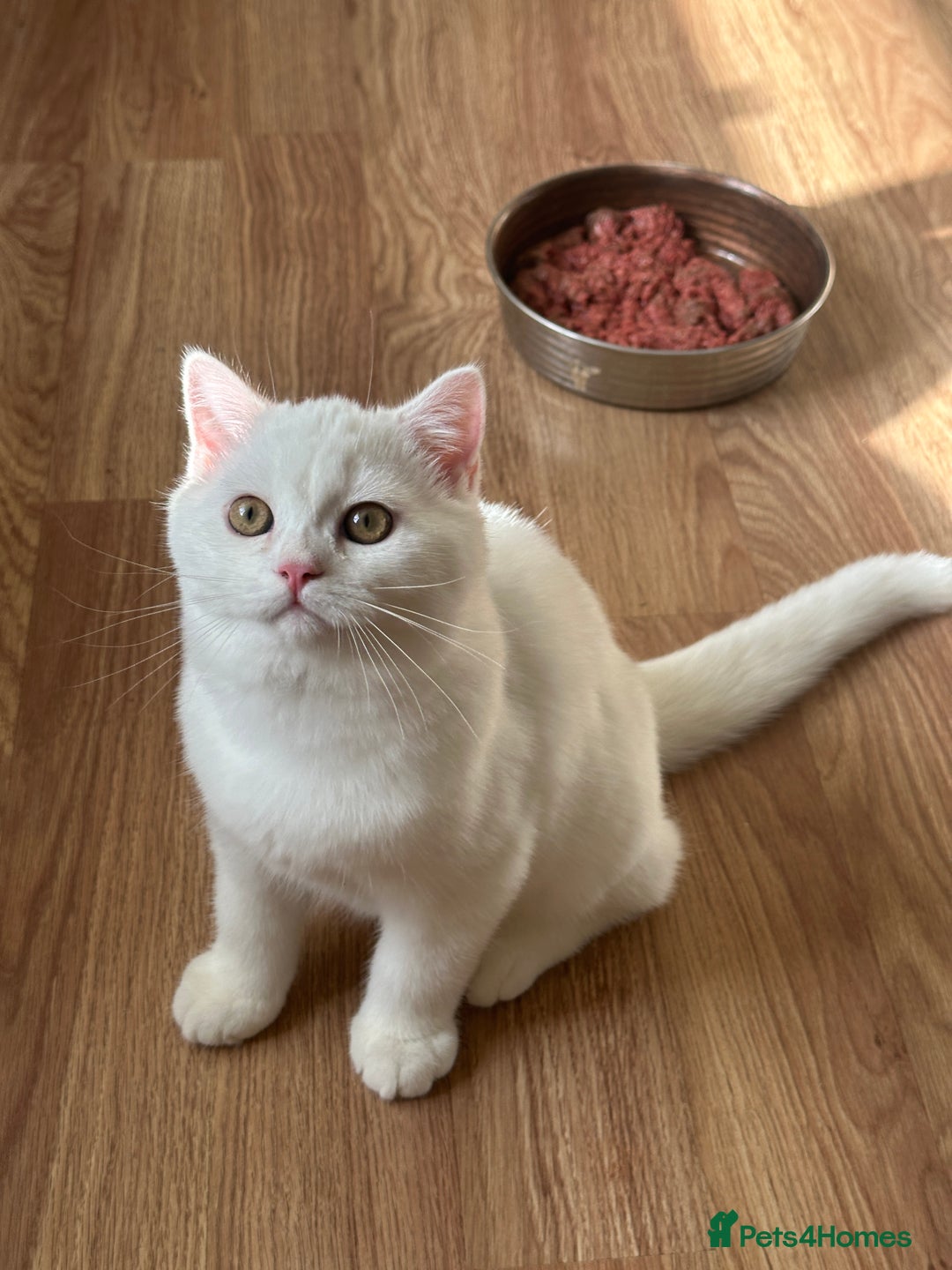 British Longhair cats for sale: Gorgeous British Longhair & Shorthair Kittens - Image 20