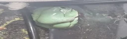 Frog reptiles for sale: Planted Whites Tree Frog Setup in Wakefield - Advert 3
