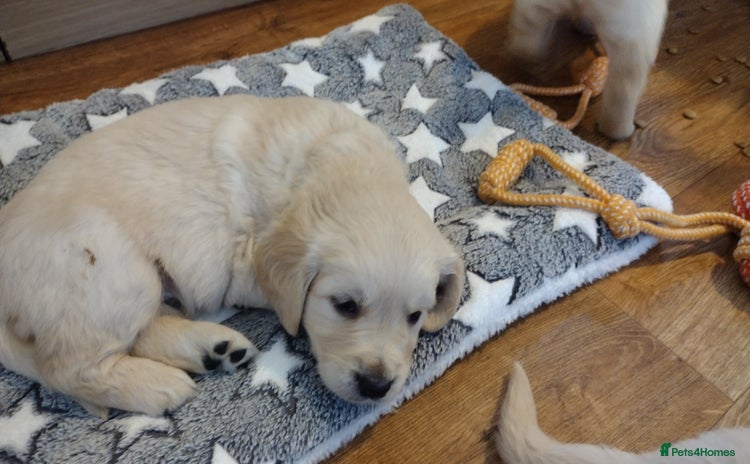 Golden Retriever dogs - Advert 2