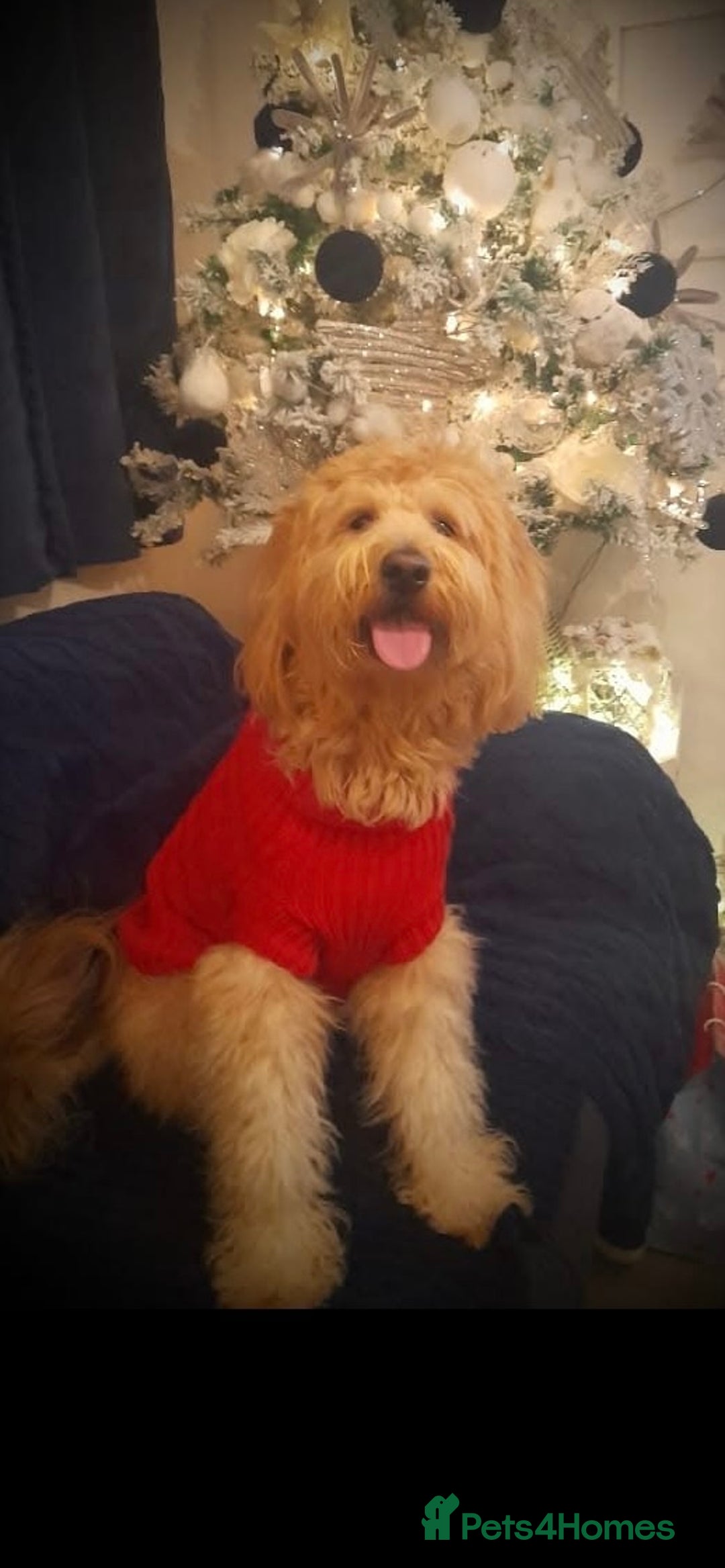 Labradoodle dogs for sale: Multigenerational Doodles Licensed and Tested - Advert 25