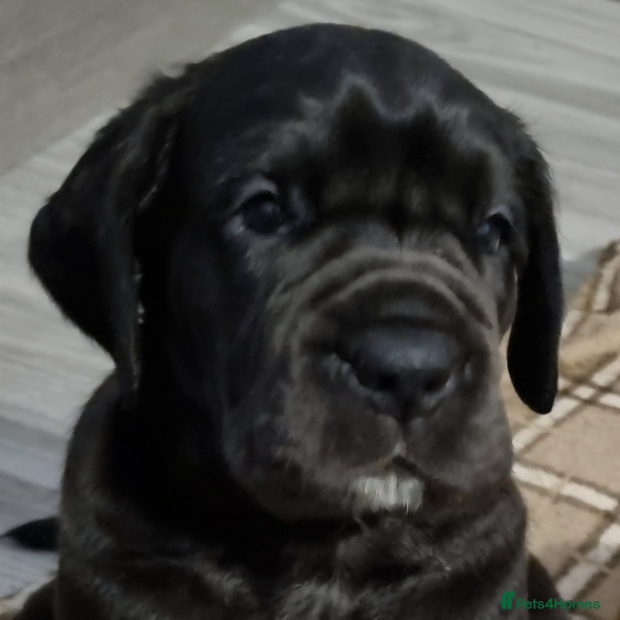 Great Dane dogs Kc reg extensively health tested parents - Advert 5